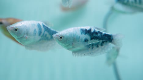 Colorful-blue-three-spot-gourami-fish-swimming-in-freshwater-aquarium,-close-up,-tranquil-underwater-scene