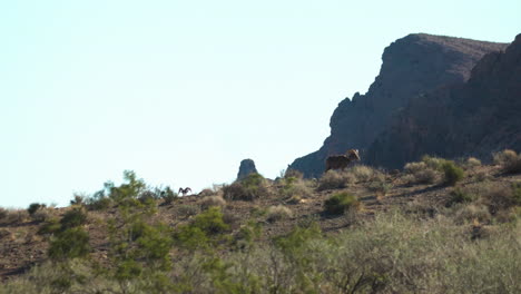 Bighorn-sheep-in-the-Valley-of-Fire