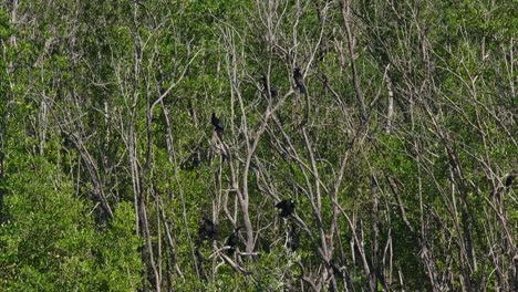 Eine-Kleine-Kolonie,-Die-Auf-Mangrovenbäumen-Thront-Und-Sich-In-Der-Nachmittagssonne-Trocknet,-Der-Kleine-Kormoran-Microcarbo-Niger,-Thailand