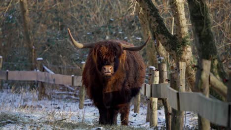 Highland-cow-bull-with-big-horns-ruminating-by-fence-in-winter-forest