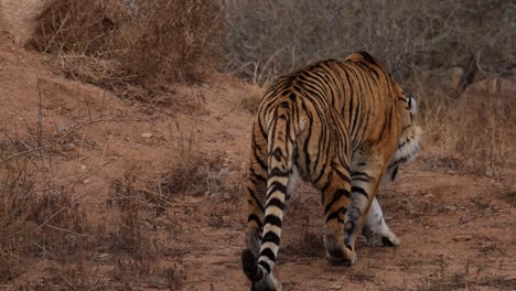 bengal-tiger-walking-away-in-dry-bush-scenery-slomo