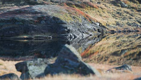 Moss-covered-rocks-and-ground-are-reflected-in-the-mirrorlike-surface-of-that-small-pond-in-the-autumn-tundra