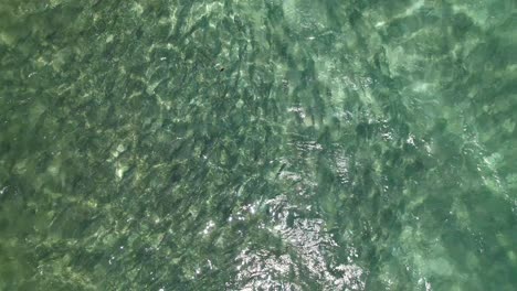 Large-shoal-of-Bonefish-seen-from-the-air,-Caribbean-sea-Los-Roques-Venezuela