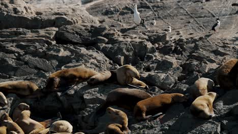 Kormorane-Und-Sonnenbadende-Seebären-Auf-Einer-Felsigen-Insel-Im-Beagle-Kanal-In-Der-Nähe-Von-Ushuaia,-Argentinien