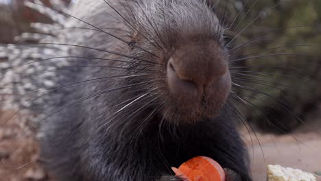 african-porcupine-eating-food-scraps-cute-nose-closeup-wide-angle-slomo