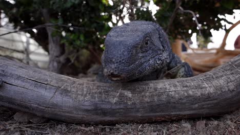black-throated-monitor-lizard-flicking-tongue-backlit-sunny-lens-flare-slomo