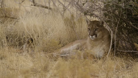 Relaxing-mountain-lion-under-a-tree