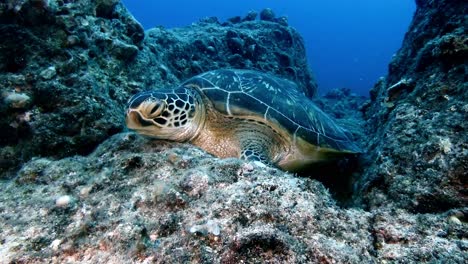 The-green-sea-turtle-rests-on-the-vibrant-coral-reef's-underwater-surface-of-Mauritius-Island,-a-concept-of-serenity-and-diversity-in-the-underwater-world