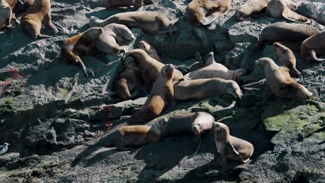 Südliche-Seelöwenkolonie-Unter-Der-Sonne-Im-Beagle-Kanal,-Ushuaia,-Argentinien