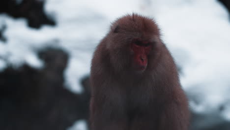 Monos-De-Nieve-Relajándose-En-Una-Fuente-Termal-En-El-Parque-De-Monos-Jigokudani-En-Nagano,-Japón,-En-Medio-De-Un-Paisaje-Nevado.