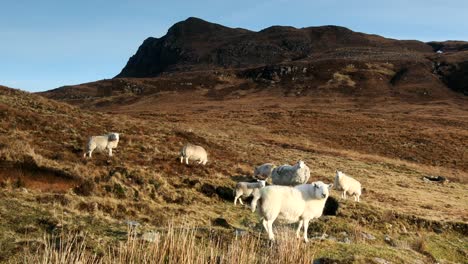 Flock-of-sheep-on-open-moorland-with-mountain-backdrop,-Coigach,-Highlands,-Scotland