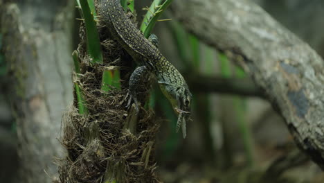 Baby-Komodo-Dragon-hatchling-catching-and-eating-live-Cricket-prey-amongst-foliage-shallow-depth-of-field