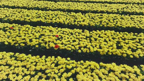 Zwei-Rote-Tulpen-Zwischen-Reihen-Von-Gelben-Tulpen-Während-Der-Frühlingssaison-In-Den-Niederlanden