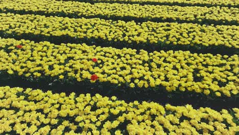 Two-red-tulips-among-rows-of-yellow-tulips-during-the-spring-season-in-the-Netherlands