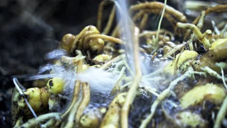 Close-up-of-ginger-being-washed-with-water-dirt-visible-in-home-garden-Footage-of-Ginger-Harvest-home-gardening