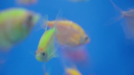 Miniature-ornamental-fish-displaying-vibrant-hues-swim-gracefully-within-the-aquarium