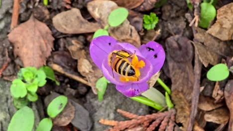 Biene-Sammelt-Pollen-Von-Krokusblüten.-Früher-Frühling