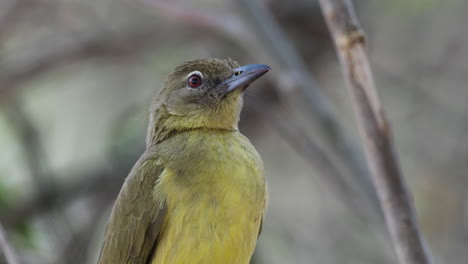 Close-Up-Of-Yellow-bellied-Bulbul-Perching-In-The-Forest