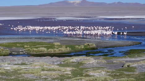A-flamboyance-of-flamingos-gather-to-feed-in-salt-laguna-in-Bolivia