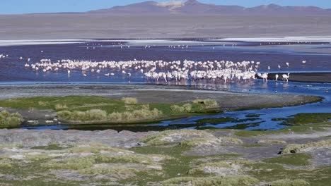 Una-Extravagancia-De-Flamencos-Se-Reúne-Para-Alimentarse-En-Salt-Laguna-En-Bolivia.