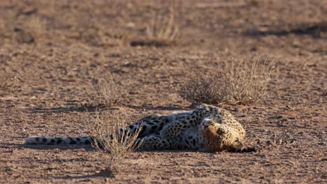 Cerca-De-Una-Hembra-Adulta-De-Leopardo-Rodando-En-Estiércol,-Kgalagadi,-Sudáfrica