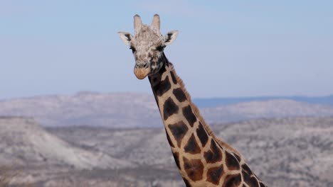 old-giraffe-close-up-mountain-backdrop-slomo