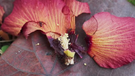 Hormigas-De-Jardín-Sobre-Pétalos-De-Flores-Caídos.-Fotografía-De-Cerca