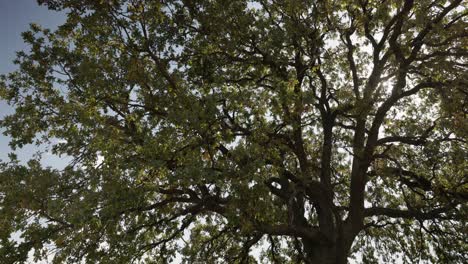 árbol-Alto-Con-Follaje-Denso-Durante-El-Día-Soleado