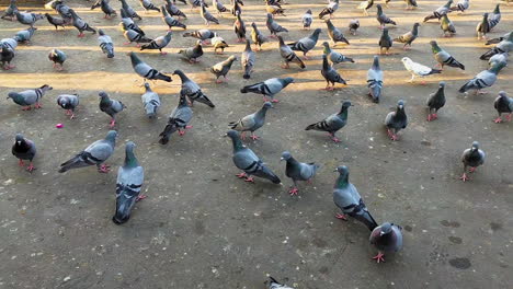 Observe-a-flock-or-kit-of-rock-pigeons,-commonly-known-as-Indian-rock-pigeons,-scurrying-together-at-dusk,-creating-a-mesmerising-spectacle-in-the-evening