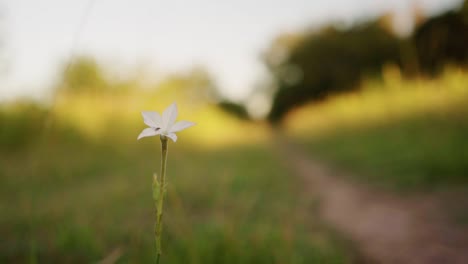 Selektiver-Fokus,-Nahaufnahme-Einer-Weißen-Wildblume-Auf-Einem-Pfad-Auf-Dem-Land-In-Der-Abenddämmerung