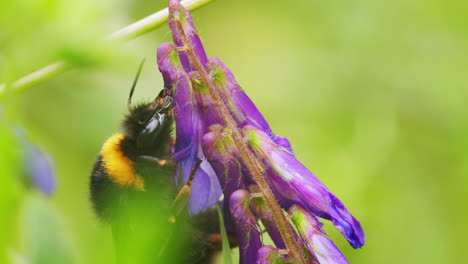 Bee-looking-for-nectar-with-Proboscis