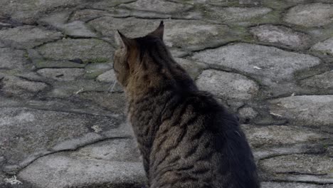 Angry-Grey-And-Brown-Tabby-Cat-Sitting-On-Stone-Path-Looking-Around