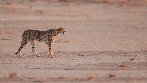 Cheetah-Walking-in-open-in-at-Twilight,-Kgalagadi,-South-Africa