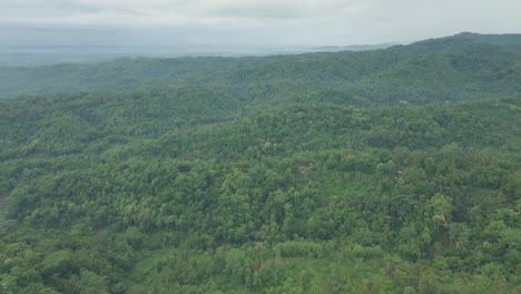 Vuela-Sobre-El-Verde-Bosque-Tropical-Interminable-Por-La-Mañana