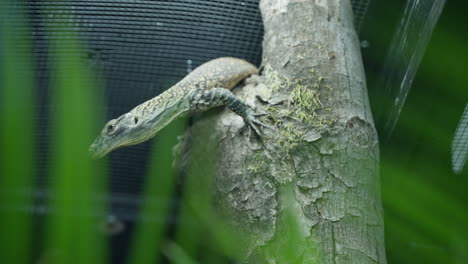 Baby-Komodo-Dragon-hatchling-hiding-on-tree-trunk-and-looking-around-in-zoo-enclosure-shallow-depth-of-field