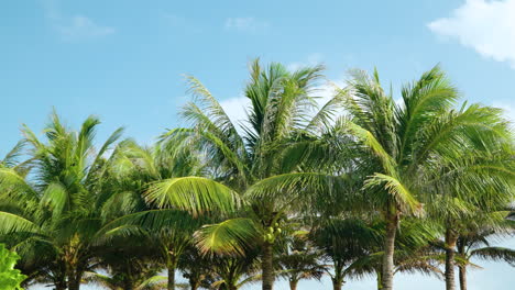 Exuberantes-Palmeras-De-Coco-Balanceándose-Contra-El-Fondo-Del-Cielo-Azul-En-Cámara-Lenta