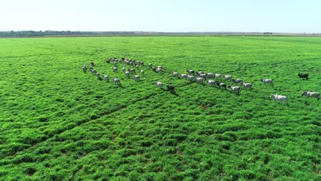 Kühe-Laufen-Durch-üppige-Grüne-Weide,-Rotierende-Drohnenansicht-Im-Mittleren-Bereich,-Nelore-Rinder