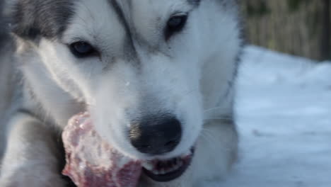 Primer-Plano:-Linda-Cara-De-Perro-Husky-Masticando-Hueso-Carnoso,-Invierno-Afuera