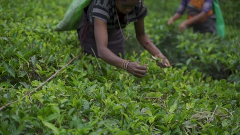 Arbeiterinnen-Pflücken-Teeblätter-Auf-Einer-Plantage-In-Sri-Lanka