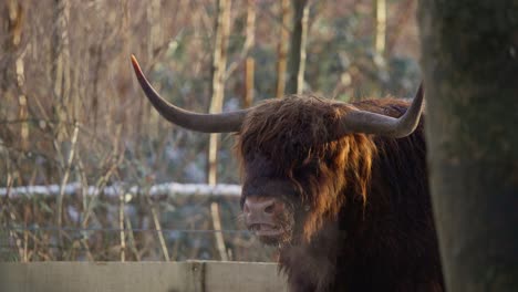 Highland-cow-bull-with-large-horns-ruminating-in-winter-forest