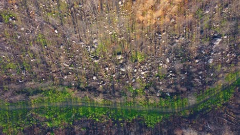 Top-View-Of-Forest-Ground-Recovering-From-Wildfire-In-Canada
