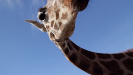 giraffe-closeup-interaction-with-wide-angle-lens-slomo