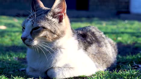 Eine-Standaufnahme-Einer-Hauskatze,-Die-Sich-Putzt,-Während-Sie-Schläfrig-Auf-Dem-Rasen-Liegt