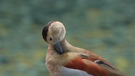 Male-ringed-teal,-callonetta-leucophrys-standing-on-waterside,-preening,-grooming,-cleaning,-removing-dirts,-debris-and-parasites,-gland-oil-to-waterproof-the-feathers,-close-up-shot-of-duck-species