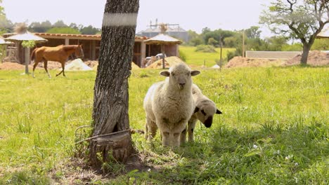 Sheep-with-lamb-grazing-in-sunny-pastoral-farmland,-rustic-barn-in-background,-peaceful-rural-scene