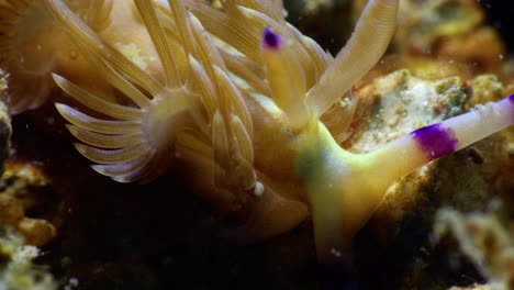 Unique-close-up-of-a-Blue-Dragon-nudibranch---Pteraeolidia-ianthina,-showing-beautiful-white-and-purple-rhinophores