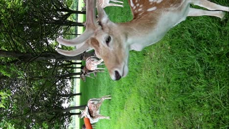 Frau-Füttert-Wilde-Hirsche-Im-Phoenix-Park,-Dublin-Mit-Karotten