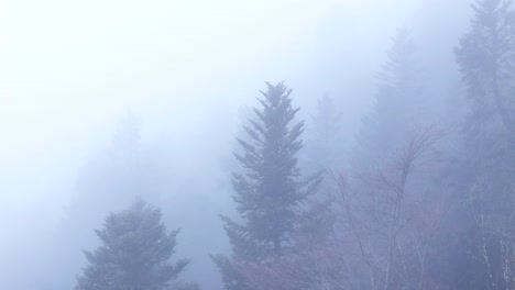 Aerial-slow-tilt-down-over-ghost-trees-through-thick-fog-over-an-ethereal-moody-mountain-forest
