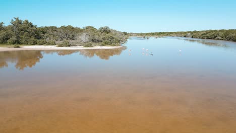 Lagune-In-Der-Nähe-Von-Celestun-Voller-Flamingos,-Die-In-Einer-Herde-Im-Freien-Schwimmen