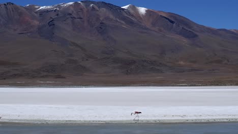 Flamingos-feed-at-edge-of-salt-lagoon-near-barren-altiplano-mountain